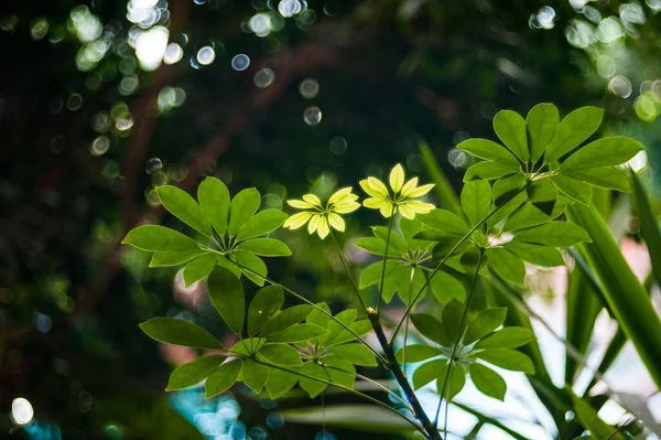 绿色花瓣在自然界中的特写。 夏天在自然界的开始。 在早春紧闭绿花 — 图库照片