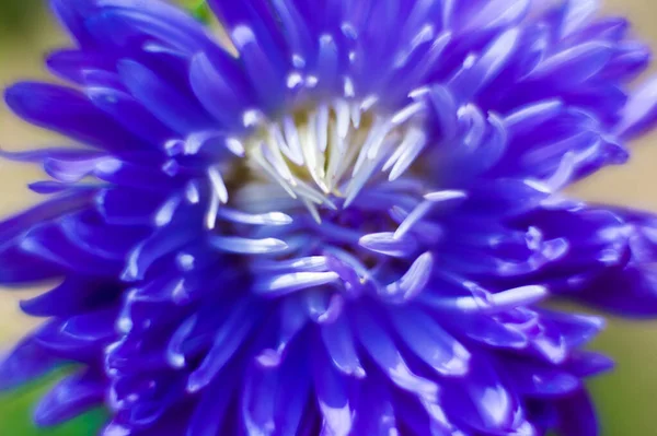 Blå snöfall med daggdroppe närbild, vårblommor. Blå blomma närbild i naturen — Stockfoto