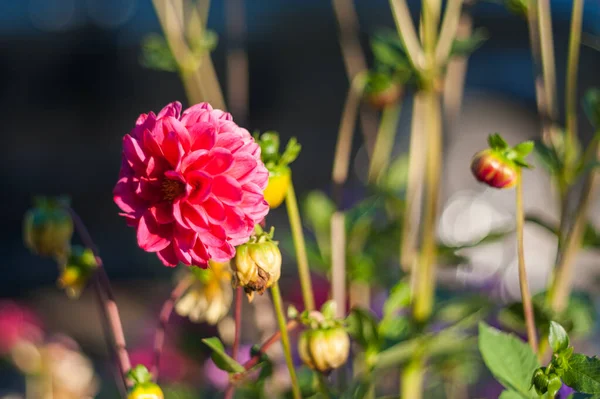 Red flower close up in nature. Close up of Chinese hibiscus flower in red color with blurred nature background — Stock Photo, Image