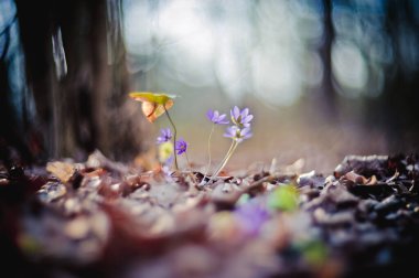 Çiyli mavi kar damlası, yakın plan, bahar çiçekleri. Mavi çiçek doğaya yakın.