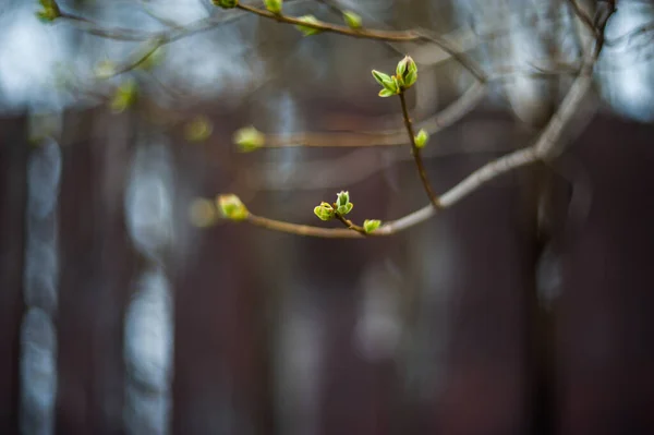 Yeşil yapraklar doğada yakın plan. Doğada yazın doğuşu. Baharın başında yeşil çiçeğin kapağını kapat. — Stok fotoğraf