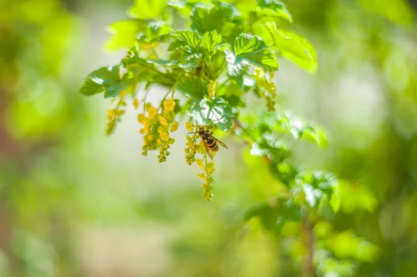 Biene auf einer Blume aus nächster Nähe. Wespe auf gelber Blume in der Natur — Stockfoto