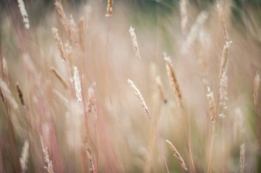 Güzel tarım günbatımı manzarası. Altın buğday kulakları yakında. Kırsal kesimde güneş ışığı altında. Olgunlaşan manzara kulaklarının yaz arkaplanı. Büyüyen doğa hasadı. Buğday tarlası doğal ürün.