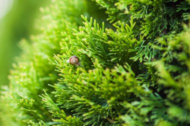 Küçük salyangoz ile yeşil yaprak üzerinde sürünerek su güneşli bir günde düşer..