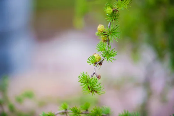 Zielone płatki z bliska w przyrodzie. Początek lata w naturze. zbliżenie zielonego kwiatu wczesną wiosną — Zdjęcie stockowe