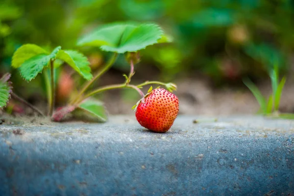 Strawberry bush. Closeup three ripes strawberry Fragaria viridis on the bush. Strawberry with green blurred leaves outdoors — ストック写真