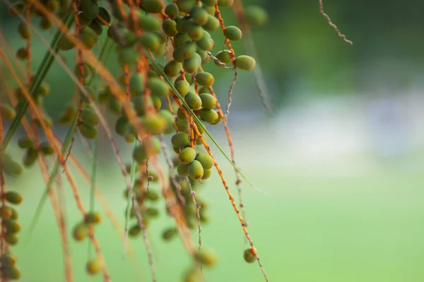 Trockene Vegetation. Nahaufnahme auf dem trockenen Gras im zeitigen Frühjahr — Stockfoto