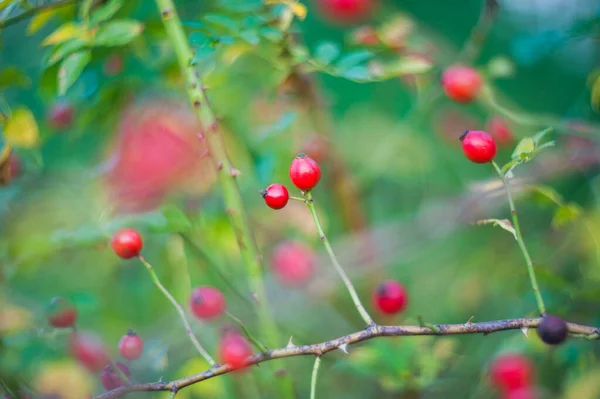 Cotoneaster bush z mnóstwem czerwone jagody na gałęzi, jesienny tła. Zbliżenie kolorowe jesienne dzikie krzewy z czerwone jagody w parku płytkiej głębi ostrości. — Zdjęcie stockowe