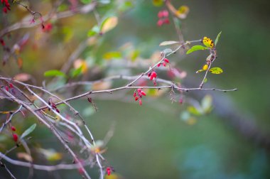 Dağ muşmulası bush dalları, arka plan üzerinde kırmızı meyveler bir sürü ile. Yakın çekim renkli sonbahar vahşi çalı alan park sığ derinliği içinde kırmızı çilek ile.
