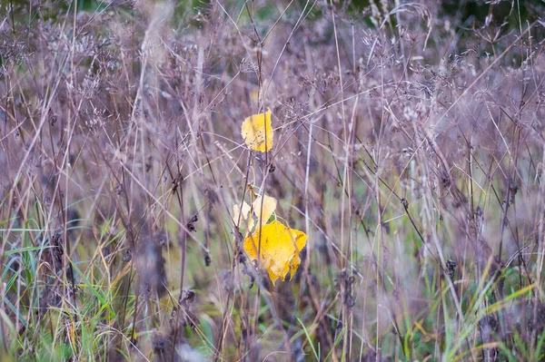 As folhas amarelas fecham-se na natureza, aproximando-se o outono, a natureza desaparece. Outono no parque: a bétula dourada sai à luz do sol — Fotografia de Stock