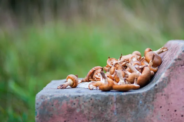 Grupo de cogumelos iluminados pelo sol - cogumelo de ostra de limão que cresce em um toco de árvore velho na floresta . — Fotografia de Stock