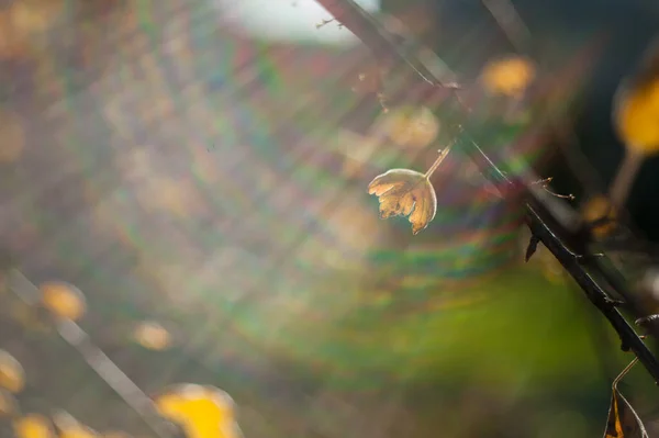 Las hojas amarillas se cierran en la naturaleza, acercándose el otoño, la naturaleza se desvanece. Otoño en el parque: hojas de abedul dorado a la luz del sol —  Fotos de Stock