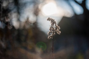 Kuru bitki örtüsü. Baharın başında kuru çimlere yakın çekim.