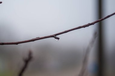 Çiçek açan Bud. Bulanık doğa arka planında ağaç dalındaki beyaz tomurcuklanan çiçeği kapat.