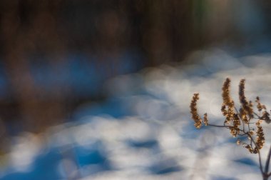 Kuru bitki örtüsü. Baharın başında kuru çimlere yakın çekim.