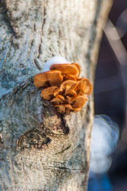 Bir grup günışığı mantarı - limonlu istiridye mantarı ormanda eski bir ağaç kütüğünde yetişiyor..