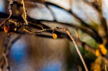 Sarı yapraklar doğaya yakın, sonbahara yaklaşıyorlar, doğa soluyor. Parkta sonbahar: Altın huş ağacı güneş ışığında yapraklanır