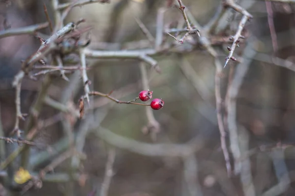 Кущ Cotoneaster з великою кількістю червоних ягід на гілках, осінній фон. Крупним планом барвисті осінні дикі кущі з червоними ягодами в парку мала глибина різкості . — стокове фото