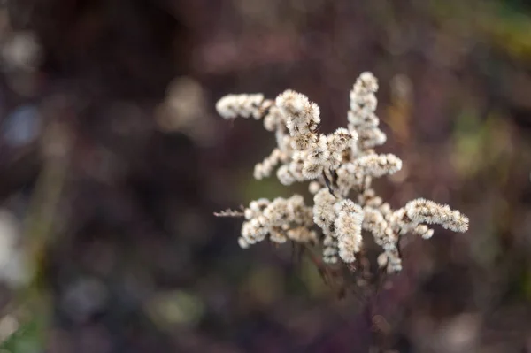 Suchá vegetace. Detailní záběr na suché trávě na jaře — Stock fotografie
