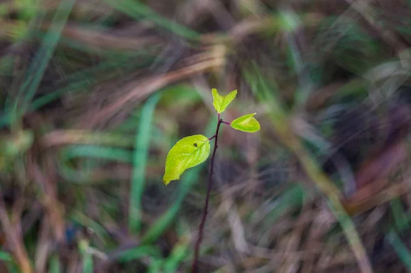 Zöld szirmok közelről a természetben. A nyár kezdete a természetben. zár a zöld virág kora tavasszal — Stock Fotó