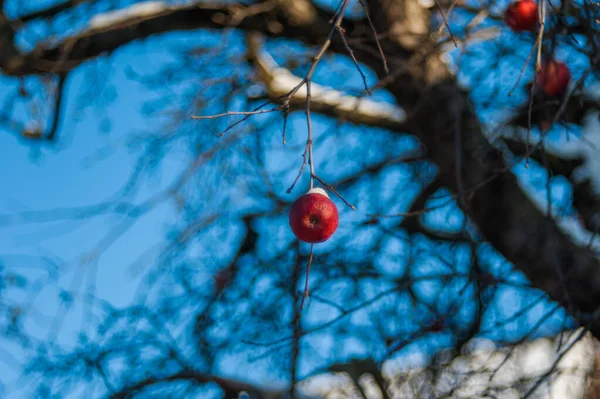 Červené jablko na stromě, zřejmě poslední v sezóně, pokryté sněhem — Stock fotografie