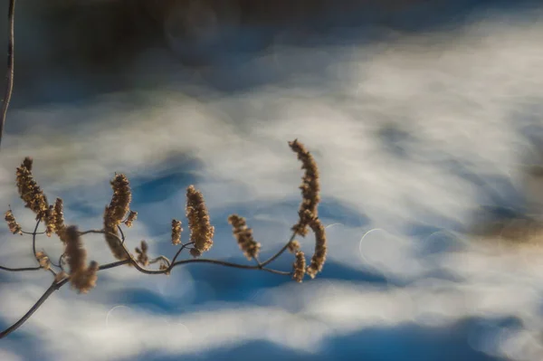 Suchá vegetace. Detailní záběr na suché trávě na jaře — Stock fotografie