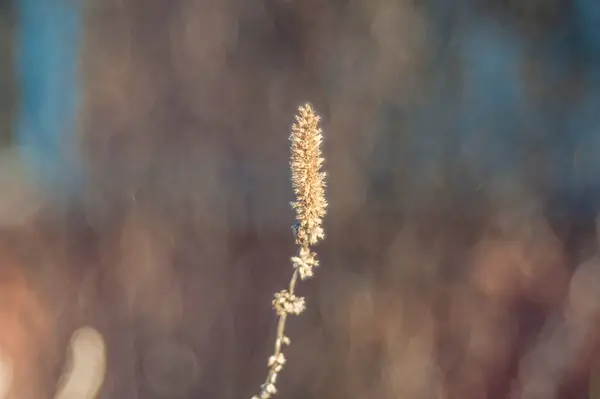 Close-up op het droog gras in het vroege voorjaar — Stockfoto