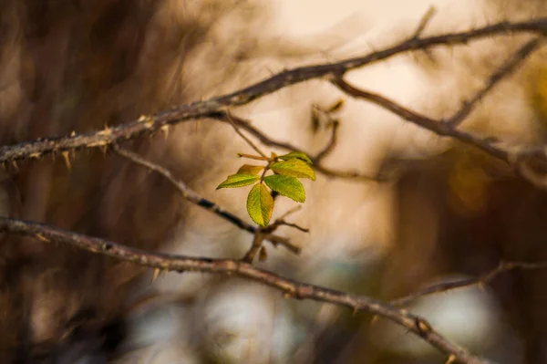 Las hojas amarillas se cierran en la naturaleza, acercándose el otoño, la naturaleza se desvanece. Otoño en el parque: hojas de abedul dorado a la luz del sol —  Fotos de Stock