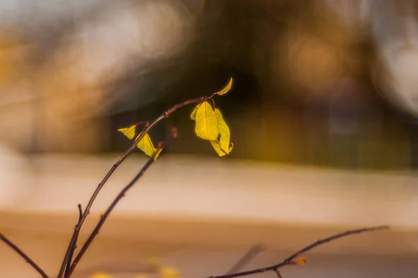 Gul löv tätt inpå naturen, närmar sig hösten, naturen bleknar. Hösten i parken: gyllene björkblad i solljuset — Stockfoto