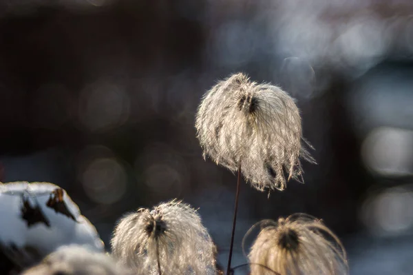 Flauschiger Löwenzahn. Makro-Foto Natur Pflanze flauschiger Löwenzahn. Blühender weißer Löwenzahn auf dem Hintergrund von Pflanzen und Gras. — Stockfoto