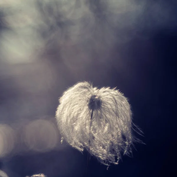 Пухнаста кульбаба. Макро фото Природа рослини пухнаста кульбабаба. Квітуча біла квітка кульбаби на тлі рослин і трави . — стокове фото
