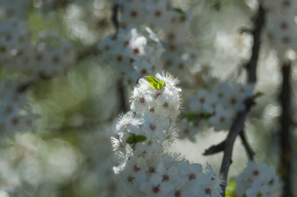 Enkel vit blomma på grön bakgrund. Vit blomma i naturen — Stockfoto