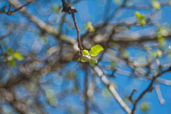 Grüne Blütenblätter aus nächster Nähe in der Natur. Der Beginn des Sommers in der Natur. Nahaufnahme der grünen Blume im zeitigen Frühling — Stockfoto