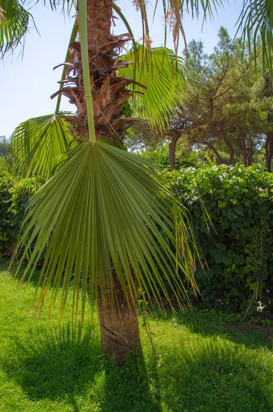 Grüne Blütenblätter aus nächster Nähe in der Natur. Der Beginn des Sommers in der Natur. Nahaufnahme der grünen Blume im zeitigen Frühling — Stockfoto