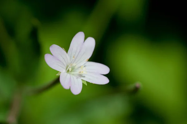 Jednoduchý bílý květ na zeleném pozadí. Bílý květ v přírodě — Stock fotografie