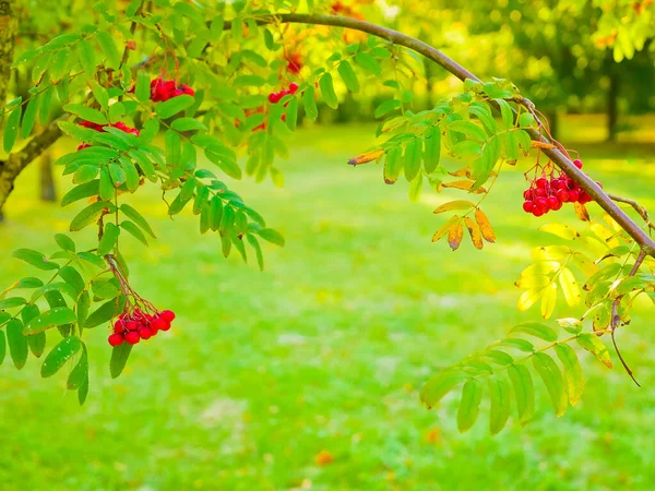 red mountain ash close-up. Branches with vibrant red and orange ripe mountain ash close up. Rich harvest of mountain ash. Branches with bright red and orange ripe mountain ash.