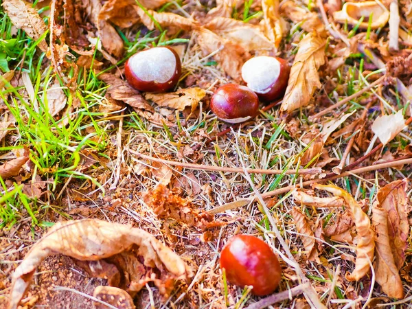 Kastanien auf Laub aus nächster Nähe. Herbstkomposition mit frischen Kastanien und Herbstlaub. — Stockfoto
