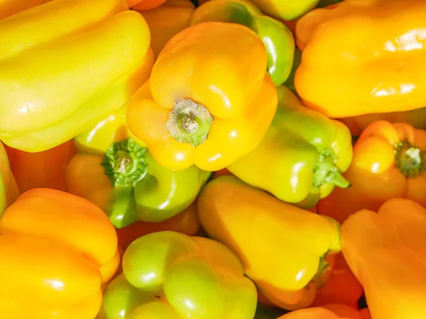 yellow pepper in the sun. crop of peppers. Agriculture. good harvest