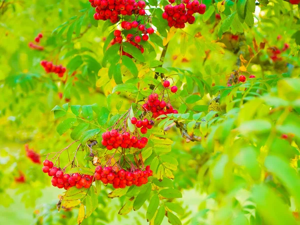 red mountain ash close-up. Branches with vibrant red and orange ripe mountain ash close up. Rich harvest of mountain ash. Branches with bright red and orange ripe mountain ash.