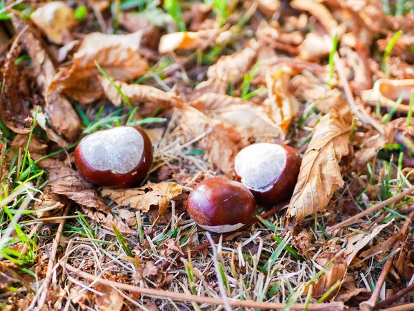 Kaštany na olistění zblízka. podzimní složení s čerstvými kaštany a podzimním listím. — Stock fotografie