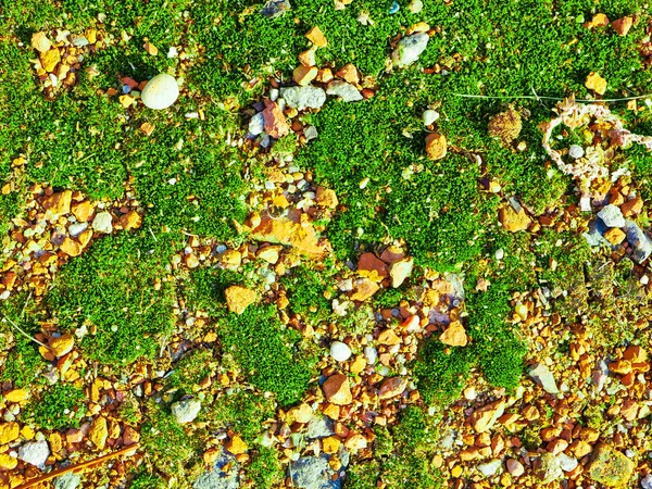 green moss on orange stones. close up, top view