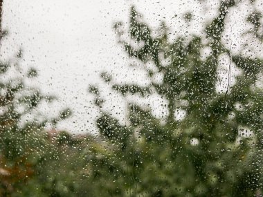 Camdaki yağmur damlaları. Yağmurlu bir hava. Doğanın bulanık arka planına karşı. Bir sonbahar günü pencereye yağmur damlaları düşer. arkaplanda yeşil ağaç.