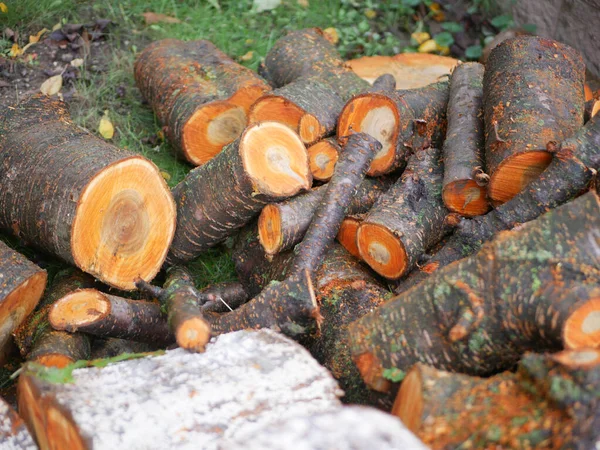 Felled tree for firewood. Cross section of timber, cut for firewood. Growth rings of felled poplar. Texture of a slice of fresh sawn wood.