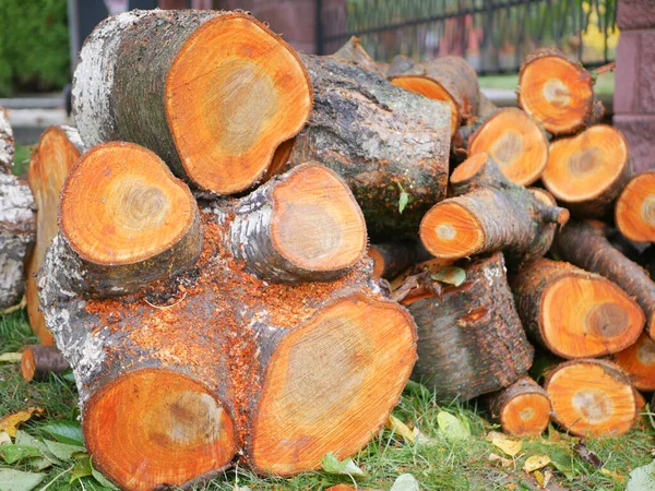 Felled tree for firewood. Cross section of timber, cut for firewood. Growth rings of felled poplar. Texture of a slice of fresh sawn wood.