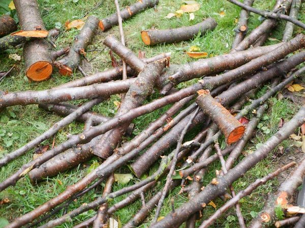 Árvore caída por lenha. Secção transversal de madeira, cortada para lenha. Anéis de crescimento de choupo abatido. Textura de uma fatia de madeira serrada fresca . — Fotografia de Stock