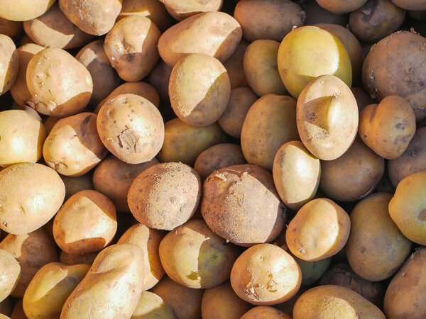 potatoes in the sun. A lot of potatoes. A stack of brown potatoes in the sun. potato harvest
