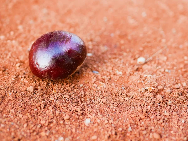 Kaštan na oranžovém pozadí. detailní záběr. podzimní čas — Stock fotografie