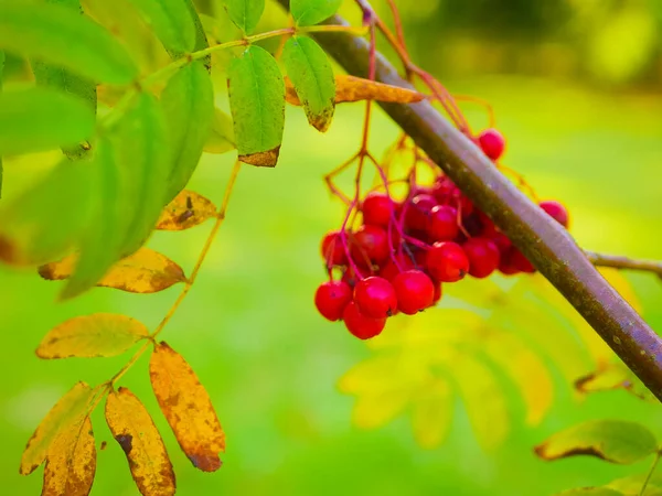 red mountain ash close-up. Branches with vibrant red and orange ripe mountain ash close up. Rich harvest of mountain ash. Branches with bright red and orange ripe mountain ash.