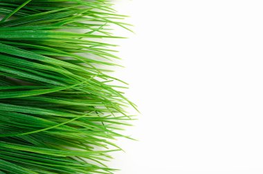 Beyaz arkaplanda izole edilmiş çimenler. 