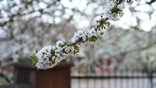 Blooming Cherry Flowers Cherry Blossom Branch — Stock Photo, Image